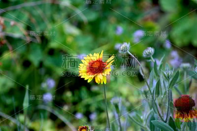的花