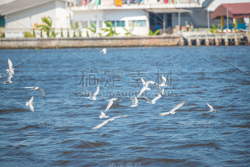 海鸥