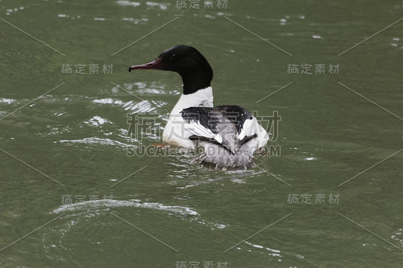 公鹅，Mergus merganser，在一条棕色的河水上