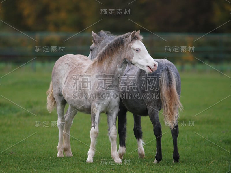 两个漂亮的小马驹