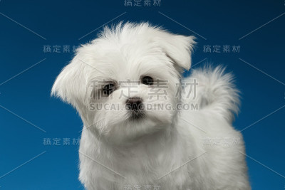 可爱的白色马尔他犬与有趣的尾巴在镜头里看