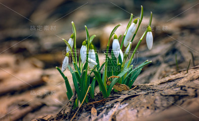 雪花莲