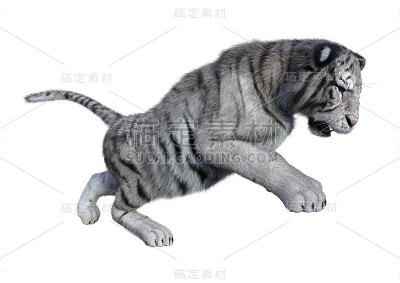 3D渲染白虎在白色