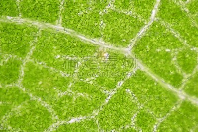 用显微镜观察植物细胞的气孔。