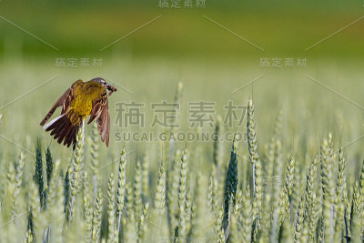 鸟嘴里叼着虫子飞在麦地里