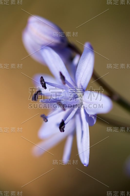 高山鹅毛笔或双叶鹅毛笔，早春紫色的花，从有两个长矛状叶子的地下球茎中生长出来，拉丁鹅毛笔