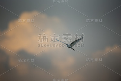小白鹭