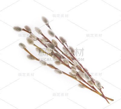 白色背景上孤立的柳枝