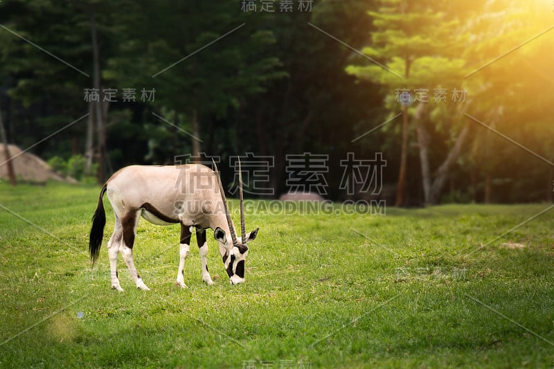 在开放的动物园里，大羚羊在绿色的草地上吃东西