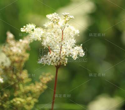 黄背草