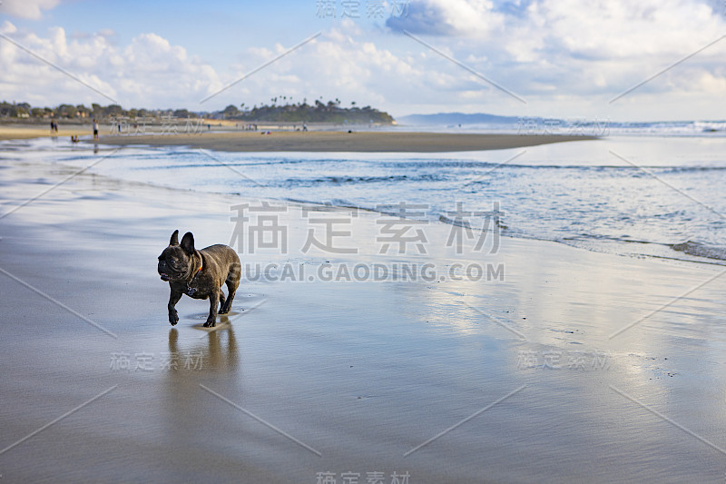 湿沙上的法国斗牛犬