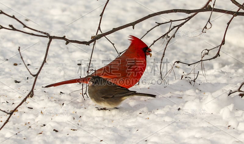 红色红衣主教和Junco