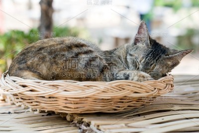 猫