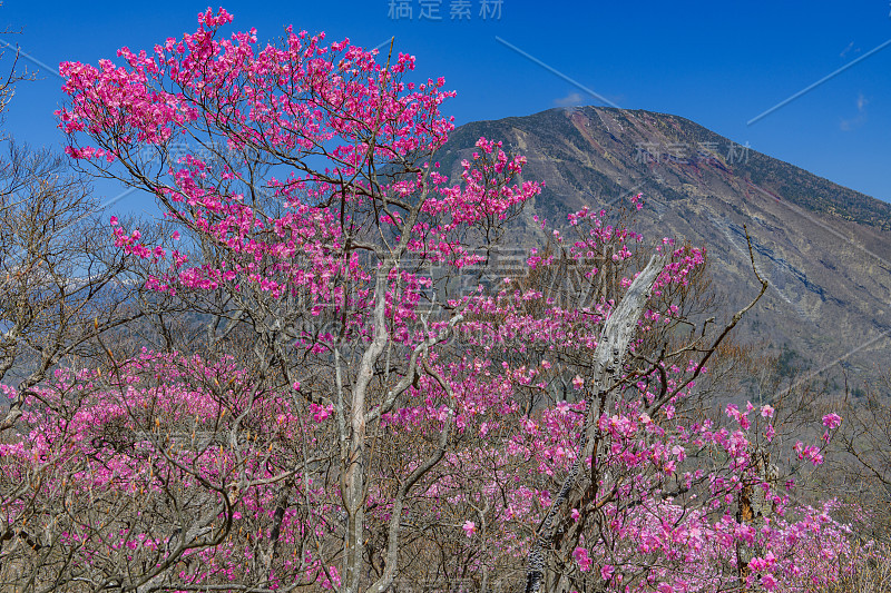 春天的杜鹃和南台山