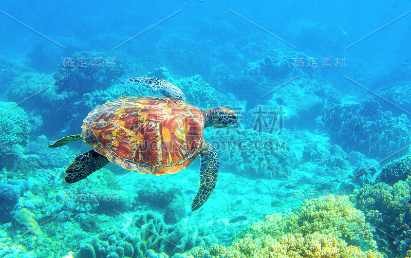 海龟潜水照片。热带海岸潜水旗帜模板。暑假旅游卡。自然环境中的海洋动物。在珊瑚礁下的橄榄绿海龟。海洋自