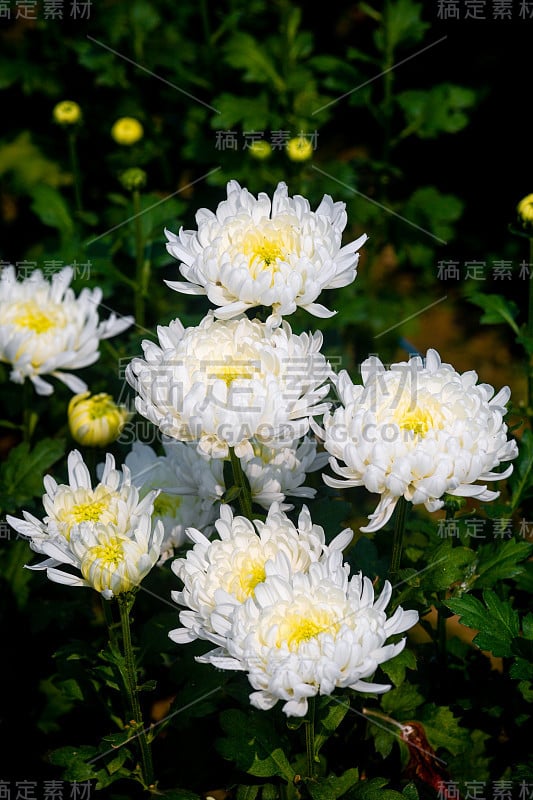 一束开着花蕾的白色菊花，背景是绿叶。