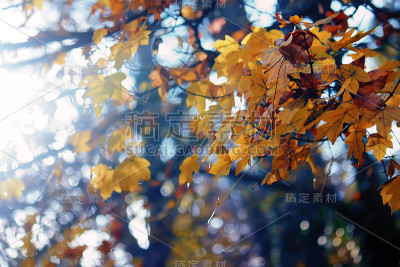 无花果树