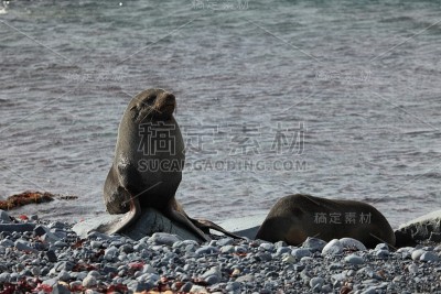 海豹和海豹在南极