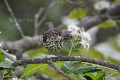 北部Waterthrush