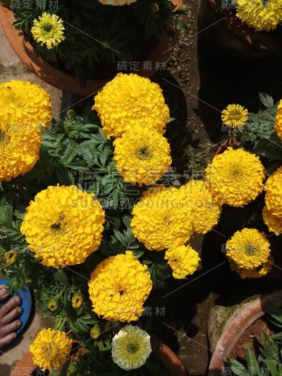 一束金盏花