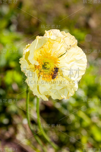 罂粟花