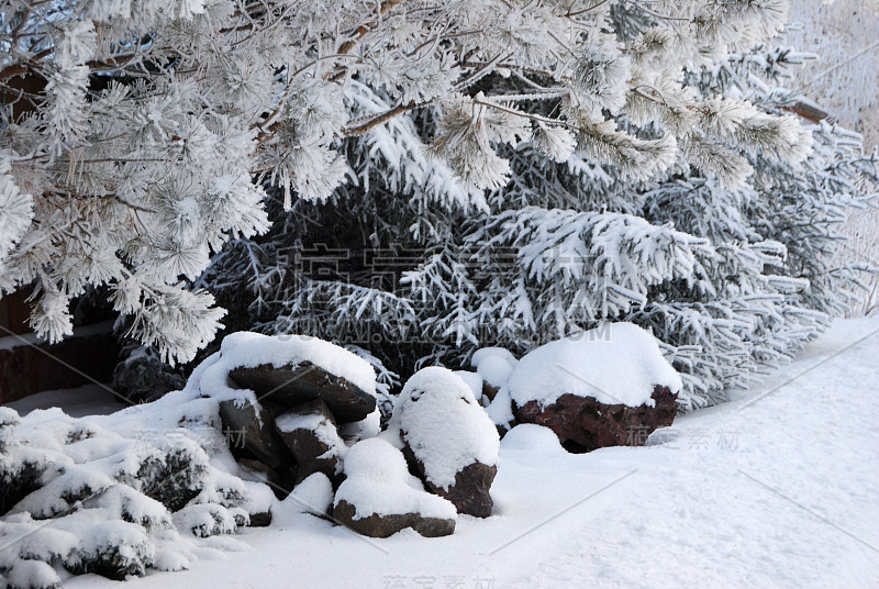 俄罗斯鄂木斯克地区，植物被雪覆盖