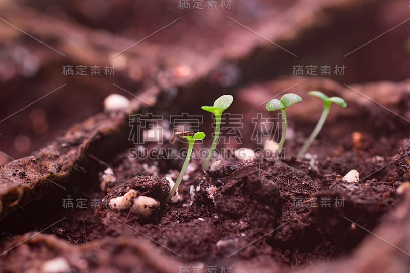 在泥炭花盆中种植小菊花芽。