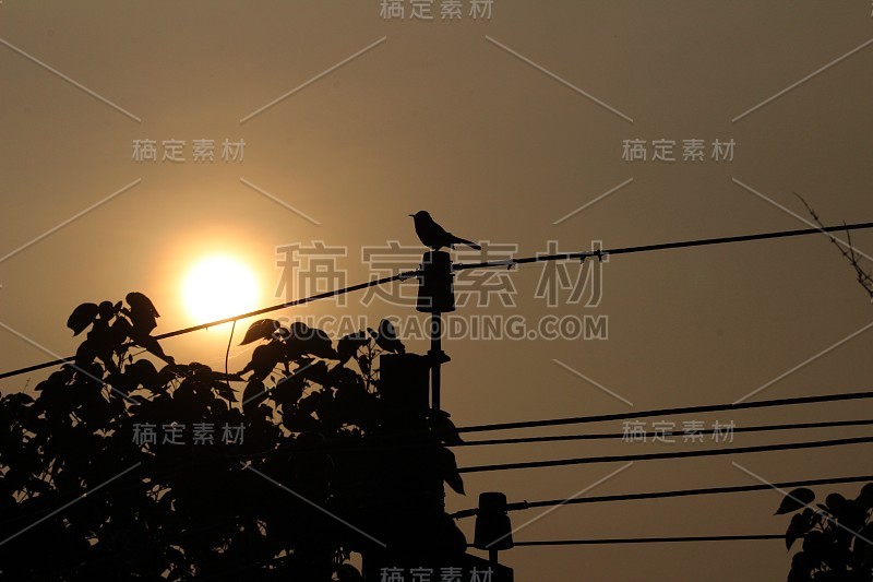 剪影图片的鸟坐在电柱上的傍晚和太阳在背景上的日落