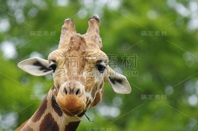 长颈鹿