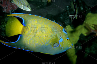 热带鱼