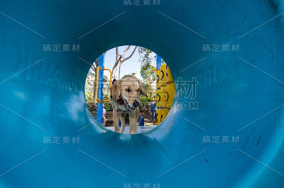 导盲犬的训练