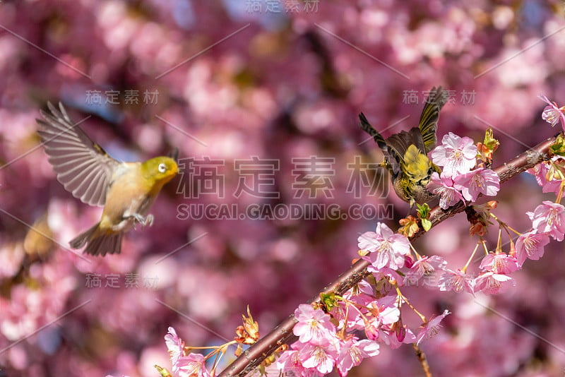 日本春天可爱的小鸟樱花盛开