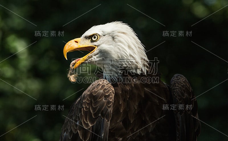 近距离肖像的秃鹰看向右边(纬度。卷leucocephalus)