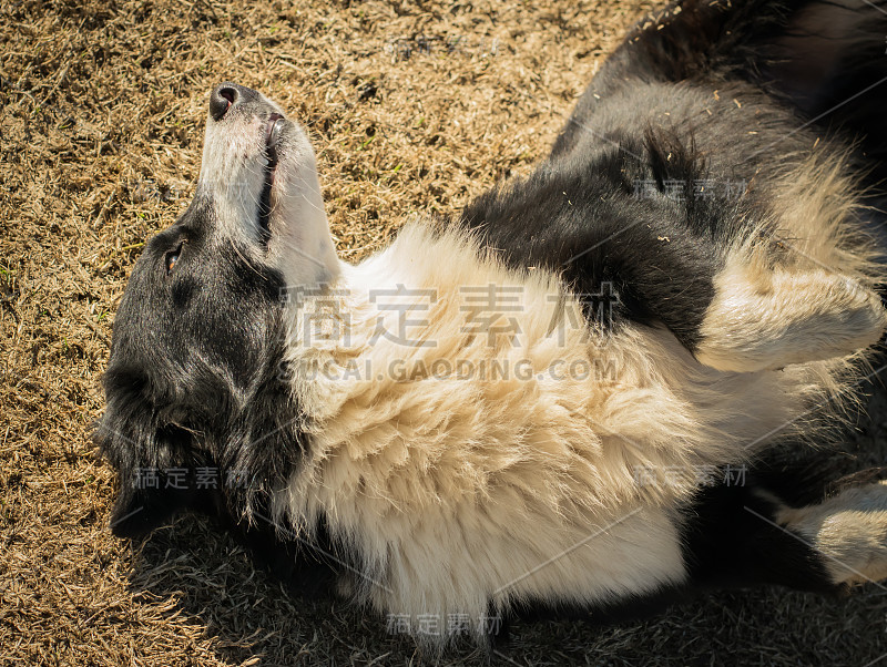 边境牧羊犬在草地上玩耍