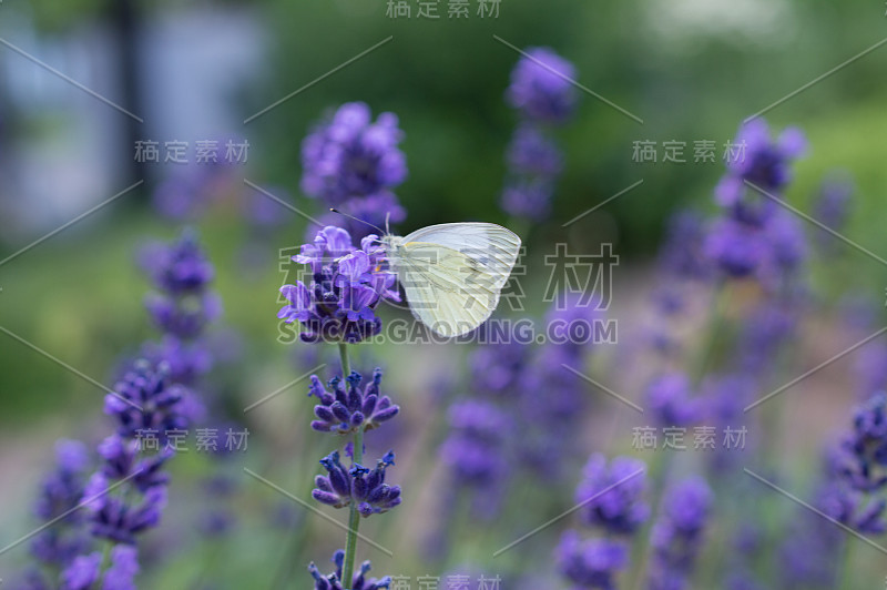 花园里有薰衣草和蝴蝶