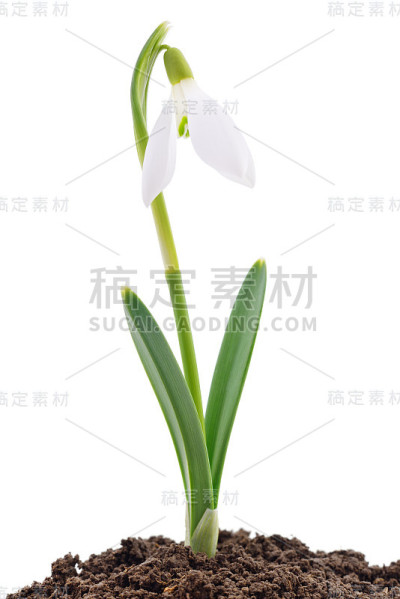 白色的雪花莲。