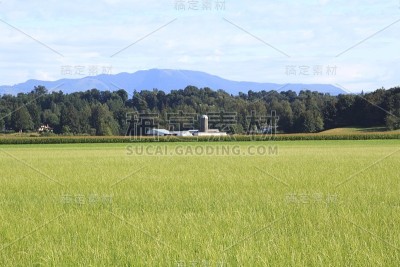 夏天,农田