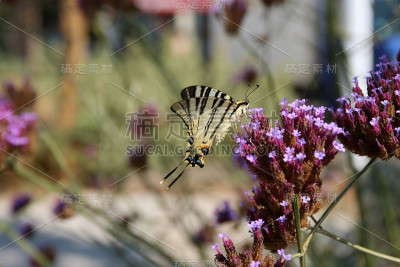 帆船猎鹰