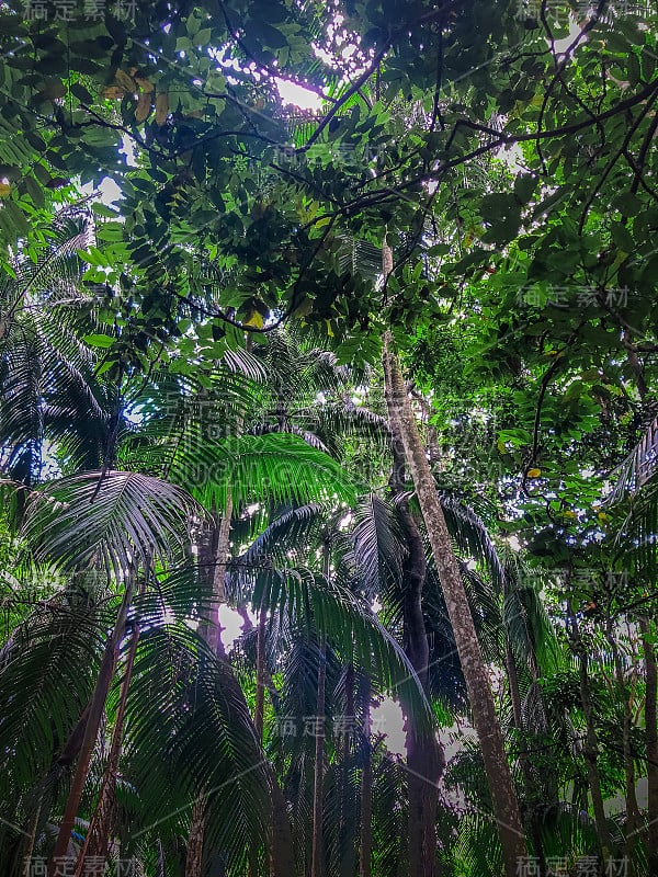 郁郁葱葱的澳大利亚热带雨林