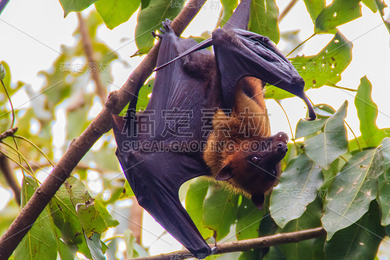 在泰国曼谷的Wat Po，泰国差春骚，用泰语说的Lyle's flying fox, Pteropu