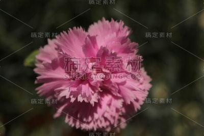 石竹类植物花的头。