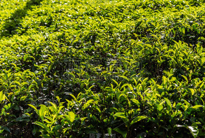 绿茶种植园景观