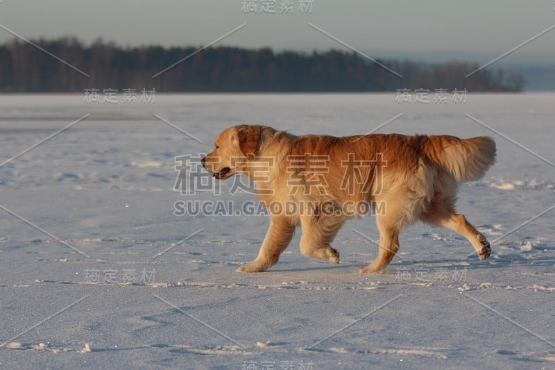 金毛猎犬坐着。冰川湖。冬天。