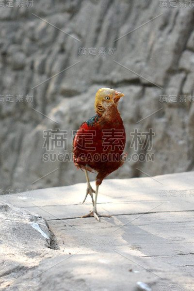 动物,锦鸡