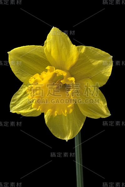 水仙;水仙花