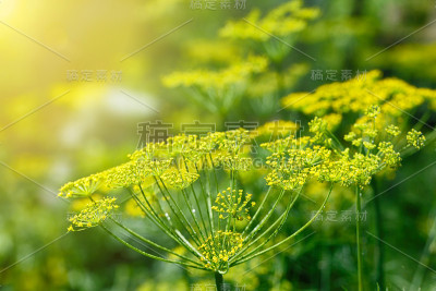 美丽和新鲜的年轻的绿色黄色灌木小茴香在夏季模糊的散景背景