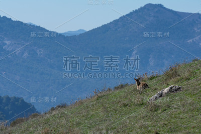 山羊