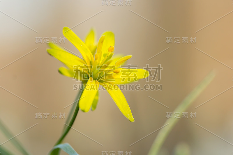 伯利恒的一种黄色星形植物(黄花百合属)，初春开花，是一种欧亚百合科的多年生球状草本植物，有披针形的叶