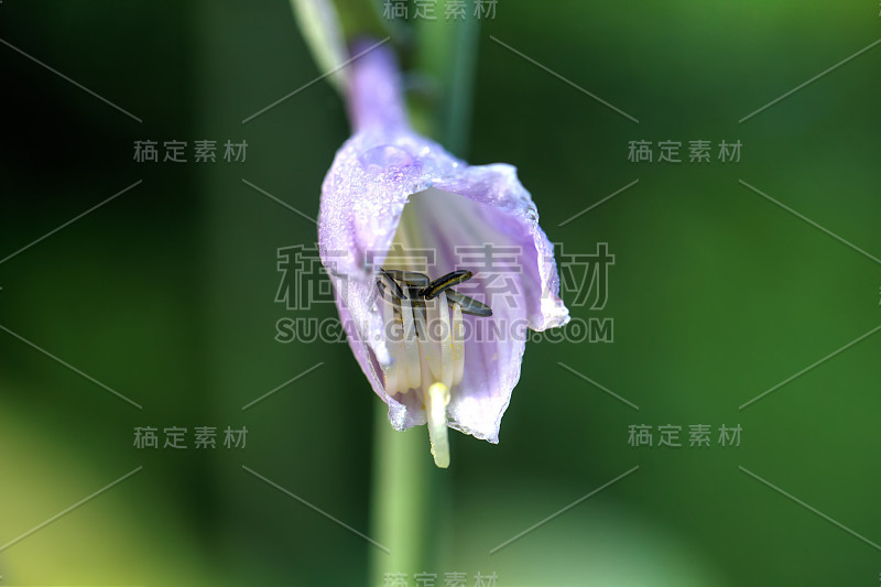 玉簪花。种植花。