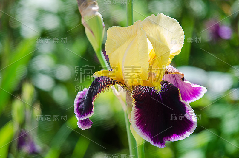 高大的鸢尾花在户外